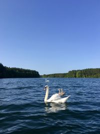 Swans swimming in lake against clear sky