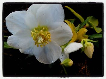 Close-up of white flower