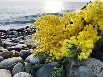 Close-up of yellow flowers on rock by sea