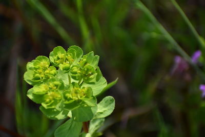 Close-up of raindrops on plant