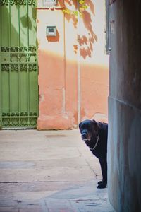 Portrait of a dog