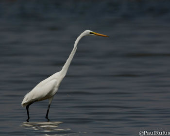 Close-up of gray heron perching on lake