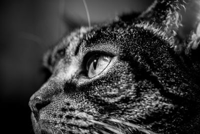 Close-up portrait of a cat