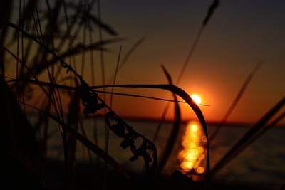 Close-up of silhouette plants against sky during sunset