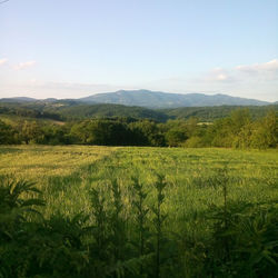 Scenic view of agricultural field against sky