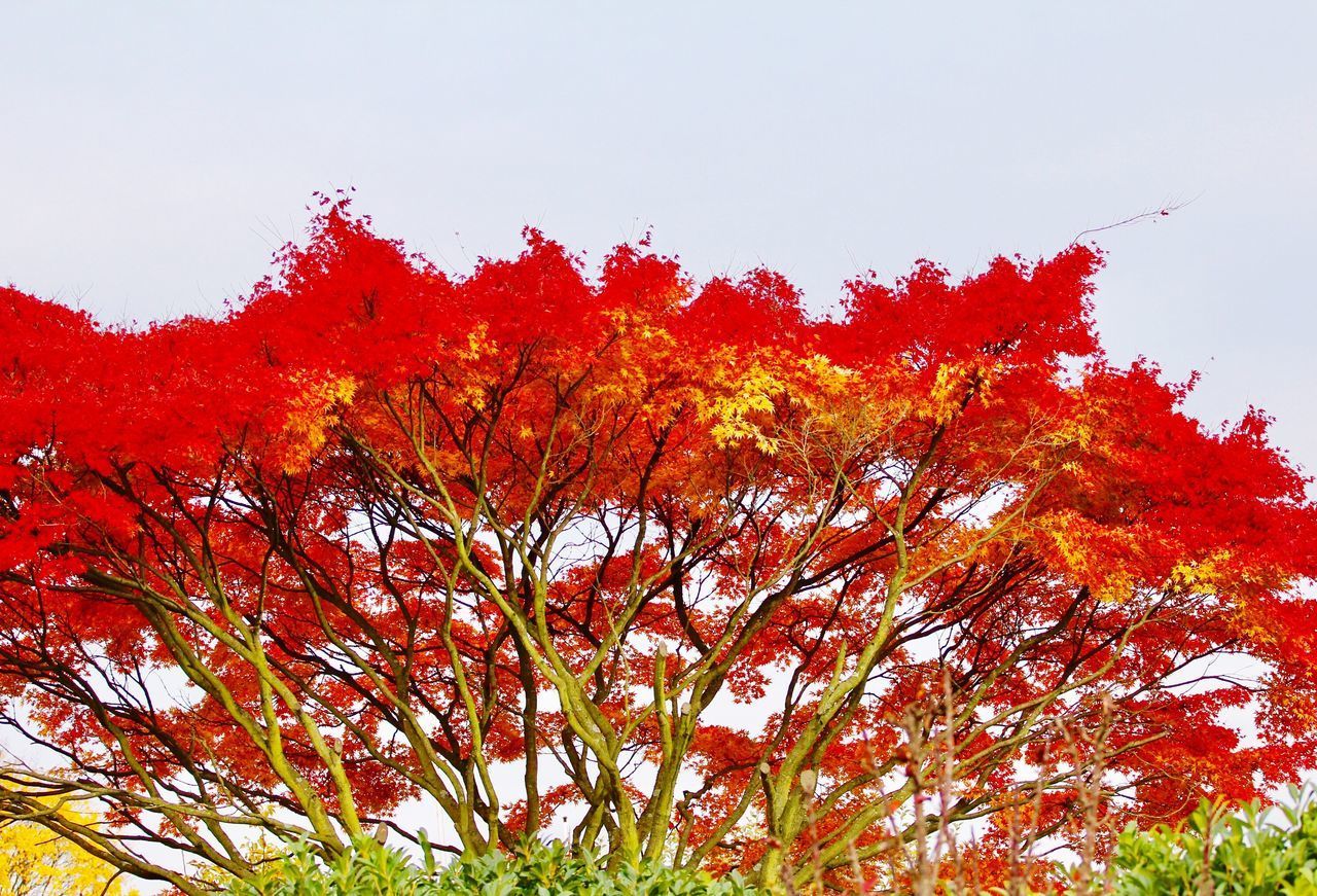 LOW ANGLE VIEW OF MAPLE TREE AGAINST CLEAR SKY