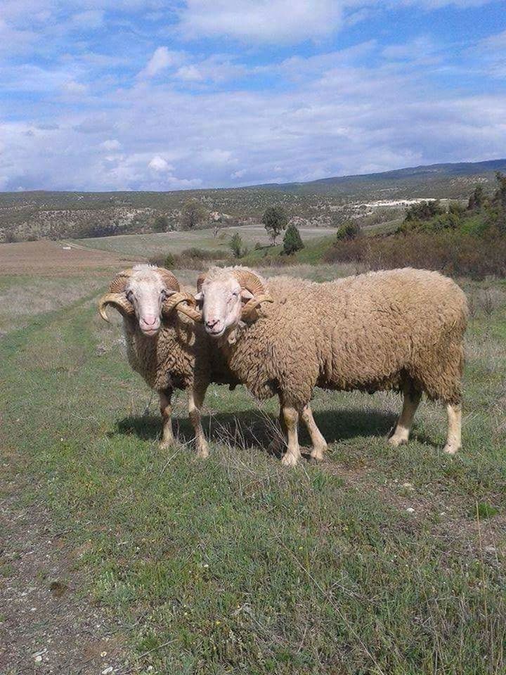 SHEEP ON FIELD