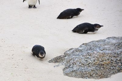 High angle view of animal on beach