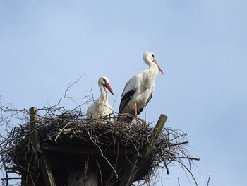 Low angle view of birds perching on nest against sky