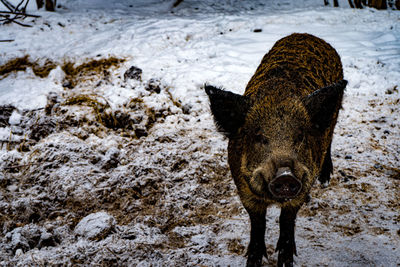 High angle view of pig on snow
