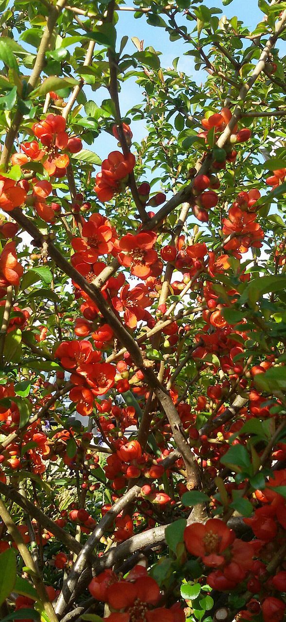 tree, red, growth, branch, low angle view, leaf, nature, beauty in nature, freshness, day, clear sky, tranquility, sunlight, green color, outdoors, autumn, fruit, no people, growing, plant