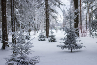 Snow covered trees in forest during winter