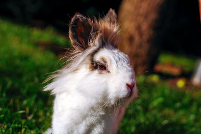 Close-up of an animal on field