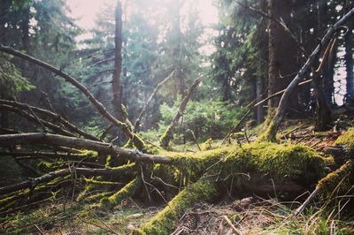 Trees in forest