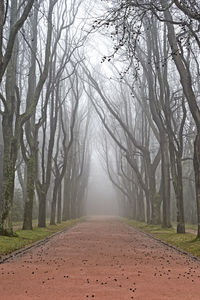 Empty road along bare trees