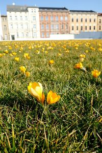 Plant growing on grassy field