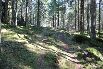 Scenic view of forest