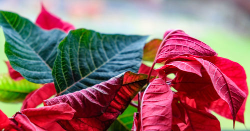 Close-up of red leaf on plant