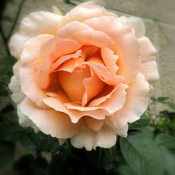 Close-up of rose