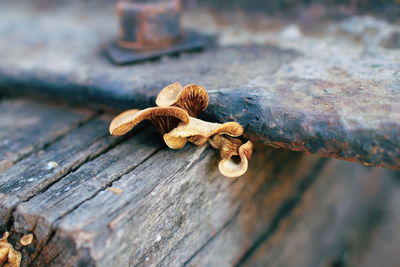 Close-up of mushroom growing on wood