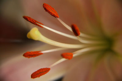 Close-up of day lily