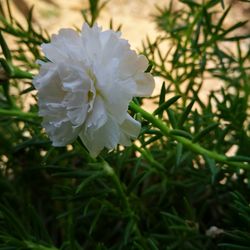 Close-up of white flowering plant on field