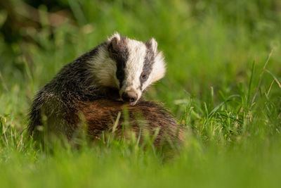 View of an animal on grass