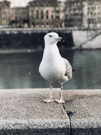 Seagull in rome