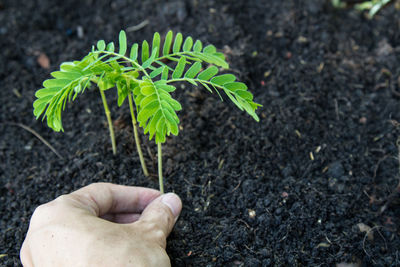 Cropped image of hand planting seedlings