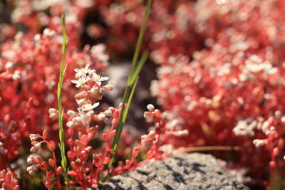 Close-up of red flower