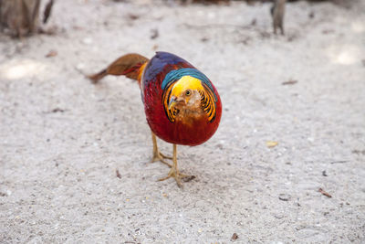 Close-up of a bird on land