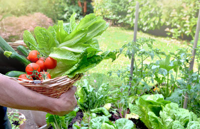 Gardener held a basket full of fresh vegetable picked in garden 