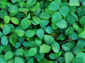 Full frame shot of green leaves