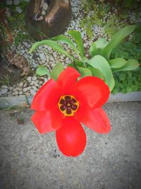 Close-up of red flowers