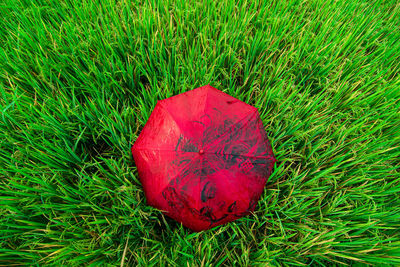 High angle view of heart shape on grass