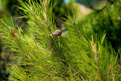 Close-up of lizard on grass