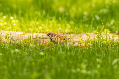 Close-up of lizard on grass