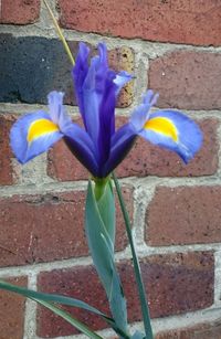 Close-up of purple iris flower on brick wall