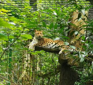 View of a cat on tree