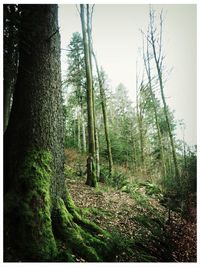 Trees in forest