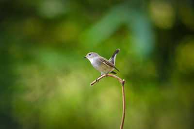 Close-up of bird perching on wood