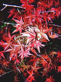 Close-up of red maple leaves