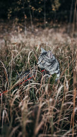 Grey cat in the grass