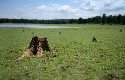 Hay bales on field against sky