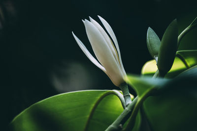 Close-up of white flowering plant