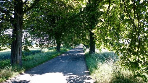 Trees in park against sky