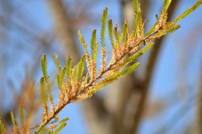 Close-up of leaves on twig