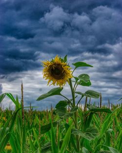 Sunflower on field against cloudy sky