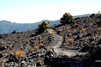 View of trees on landscape against clear sky