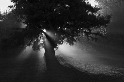 Trees in forest during foggy weather